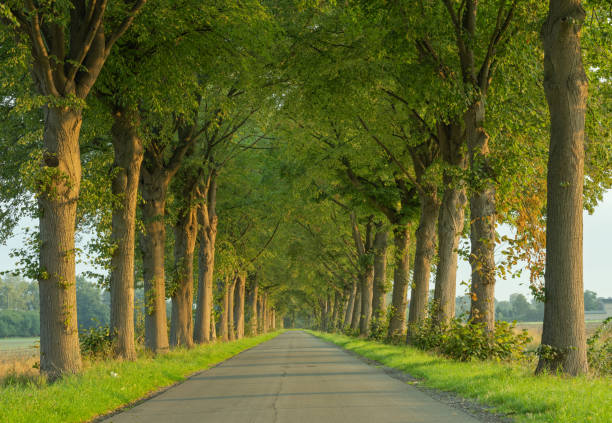 Treelined county road in morning sunlight