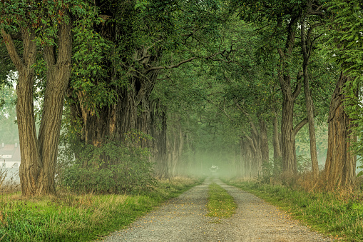 Footpath treelined with majestic acacia trees in morning fog. Location: Lower Saxony, Germany