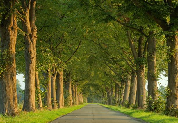 istock Treelined county road in morning sunlight 1273938859