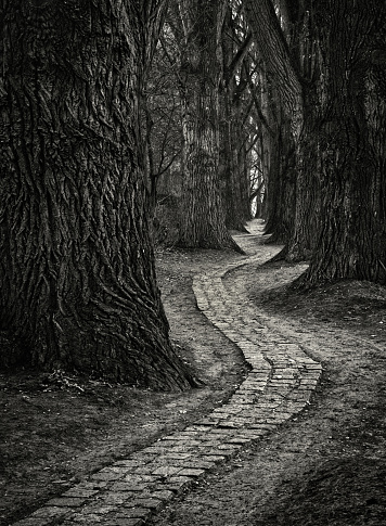Black and white high contrast exposure of cobblestone footpath between majestic tree trunks.