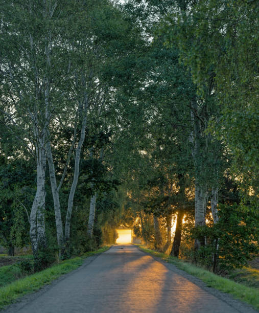 istock Treelined county road in morning sunlight backlit 1273938930