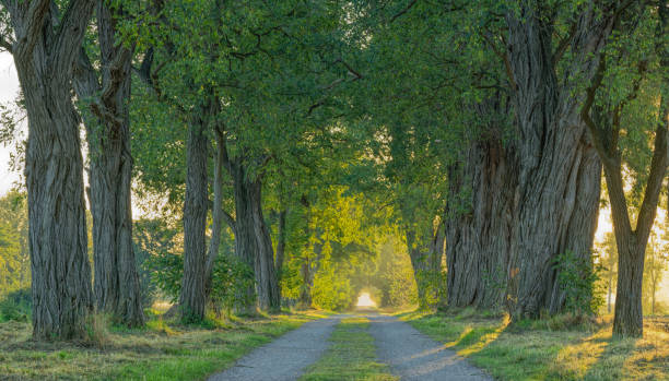 Treelined Footpath with majestic acacia trees backlit in morning sunlight. Location: Lower Saxony, Germany