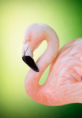 portrait Of colorful flamingo on yellow background