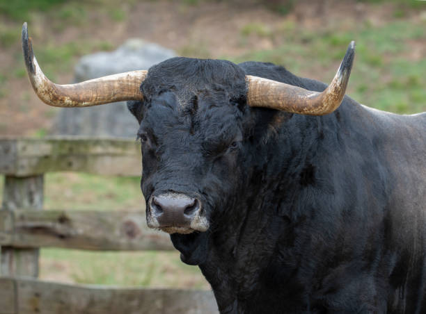 portrait of a bull in the field portrait of a bull in the field bull animal stock pictures, royalty-free photos & images