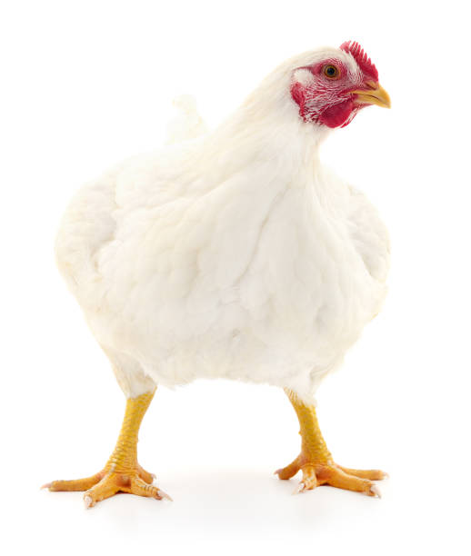 white hen isolated. stock photo