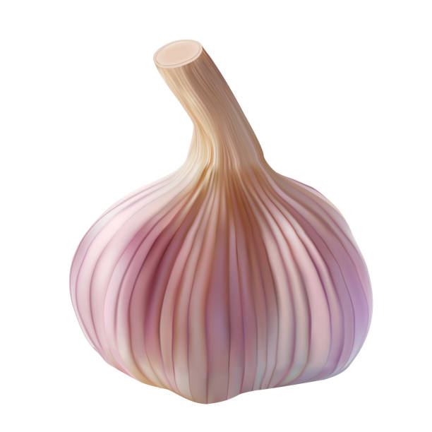 Realistic garlic bulb isolated on white. Vector Realistic garlic bulb isolated on white. Vector illustration of spice seasoning plant garlic bulb stock illustrations