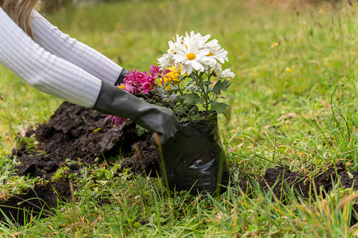 Close-up on a woman planting beautiful flowers outdoors - lifestyle concepts