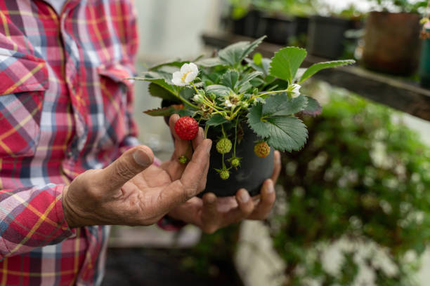 plan rapproché sur un homme vérifiant une plante de fraises à la serre chaude - strawberry plant photos et images de collection