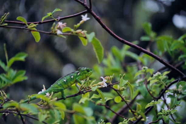 istock Green chameleon in Madagascar jungle 1273942405