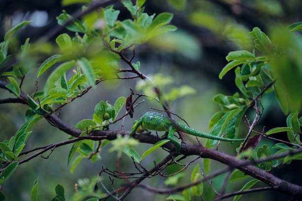 istock Green chameleon in Madagascar jungle 1273942414