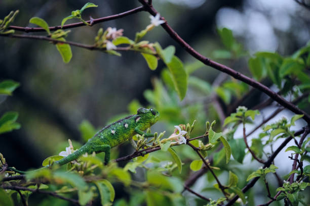 istock Green chameleon in Madagascar jungle 1273942438