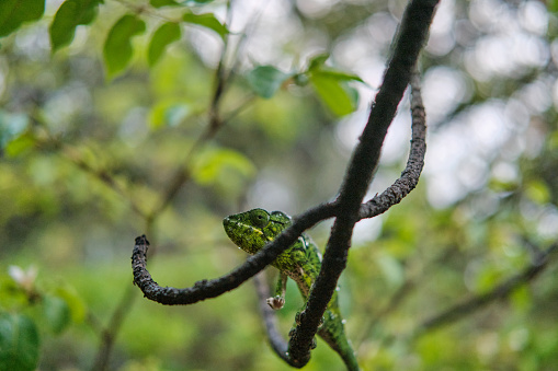 Wild green chameleon was found in Madagascar jungle in Tsaranoru region