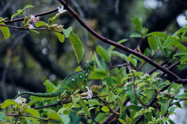 Green chameleon in Madagascar jungle