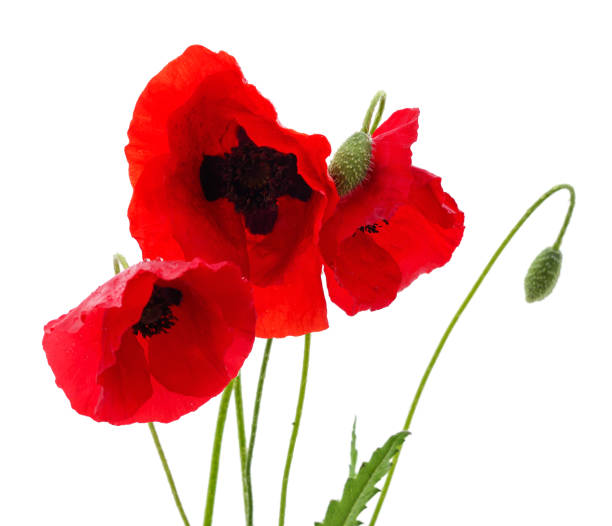 istock Red poppy flower. 1273943747