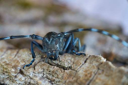 Front view of the head of an Asian longhorn beetle (Anoplophora glabripennis) in the quarantine area in Magdeburg in Germany