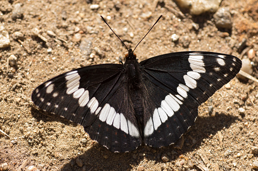 Drinking up wet minerals, a black and white Weidemeyer’s admiral butterfly uses his long proboscis along Bear Creek, Morrison, Colorado.