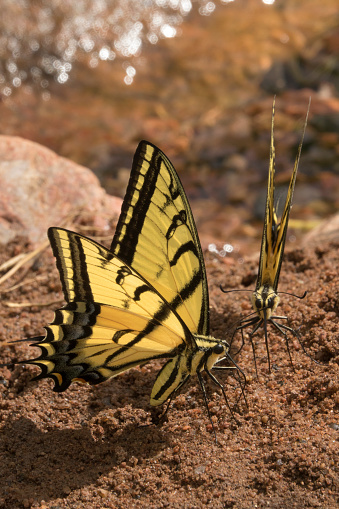 Drinking up wet minerals along a creek, a pair of two-tailed tiger swallowtail butterflies use their long proboscis in Red Rocks Park Morrison, Colorado.