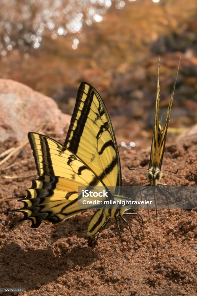 Two-tailed tiger swallowtail butterflies feed on minerals Red Rocks Park Morrison Colorado Drinking up wet minerals along a creek, a pair of two-tailed tiger swallowtail butterflies use their long proboscis in Red Rocks Park Morrison, Colorado. Animals In The Wild Stock Photo