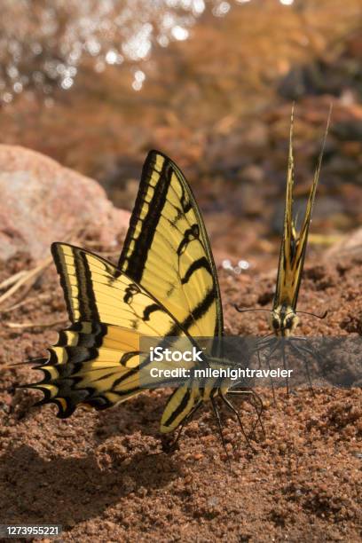 Twotailed Tiger Swallowtail Butterflies Feed On Minerals Red Rocks Park Morrison Colorado Stock Photo - Download Image Now