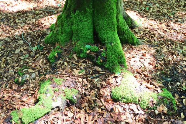 istock Detailed close up view on a forest ground texture with moss and branches 1273955239