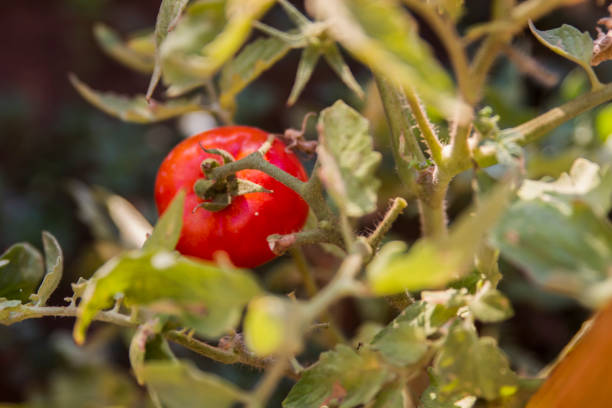 istock View Of Fresh Red Tomatoes on Branch From The Above 1273955377