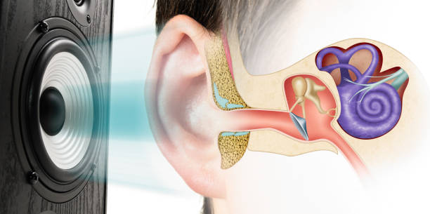 influencia del sonido fuerte en la audición. - human artery audio fotografías e imágenes de stock