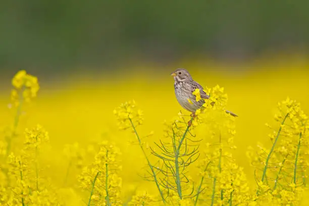 Photo of An adult corn bunting perched on the blossoms of a rapeseed field.