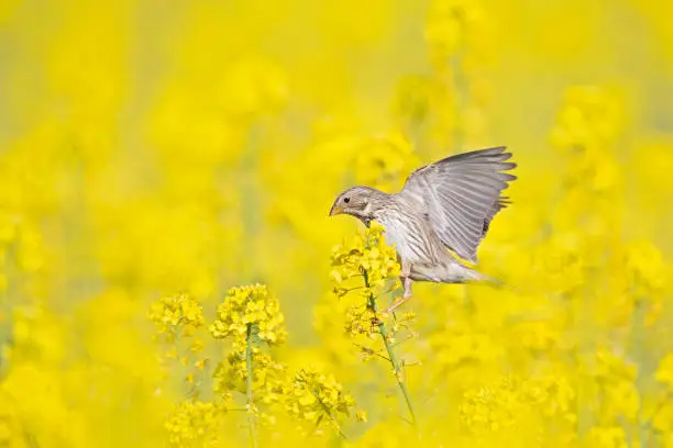 Photo of An adult corn bunting perched on the blossoms of a rapeseed field.