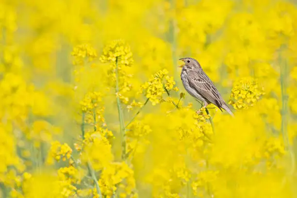 A small brown streaked bird perched in a yellow field of blossoms.