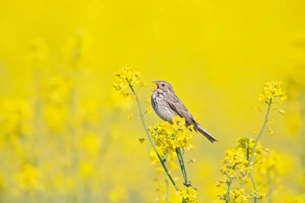 A small brown streaked bird perched in a yellow field of blossoms.