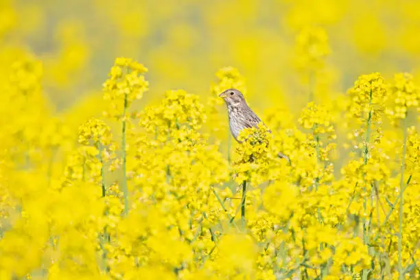 A small brown streaked bird perched in a yellow field of blossoms.