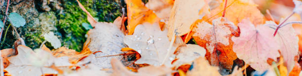 Beautiful panoramic autumn scenery with colorful leaves and bokeh background