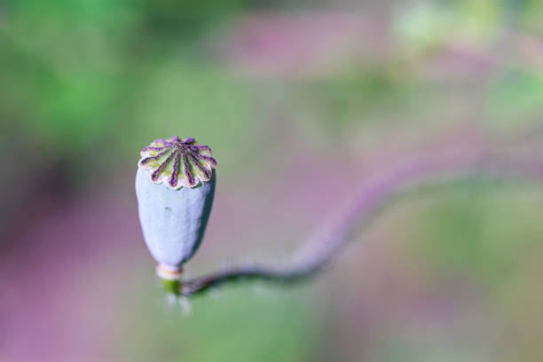 Green poppy seed capsule full of seeds.