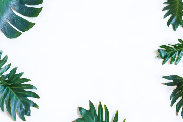 istock White background with natural beautiful green leaves 1273967118