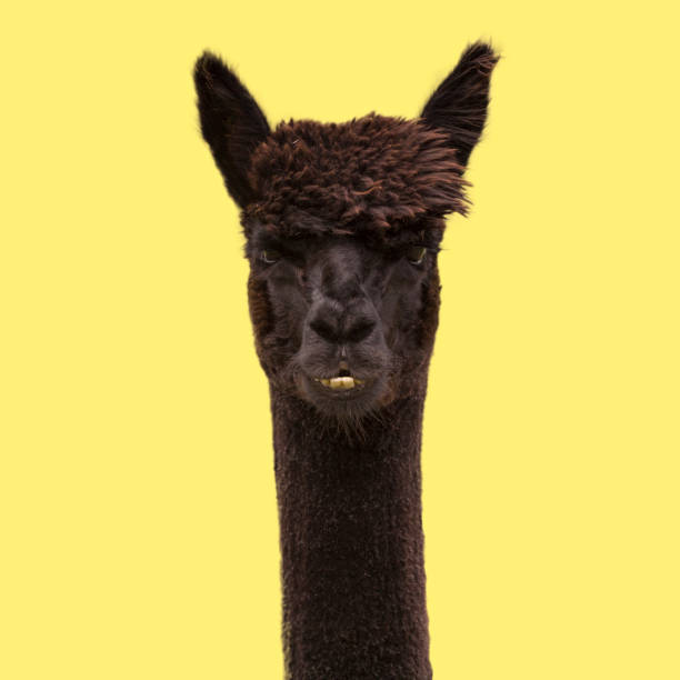 istock Black funny alpaca on yellow background. 1273972786