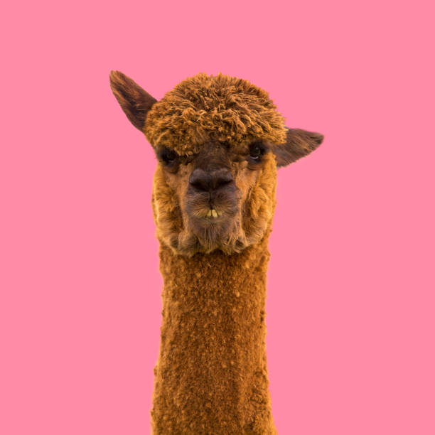 Alpaca llama on pink background