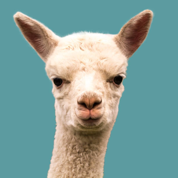 istock Cute alpaca baby isolated on blue background 1273975190