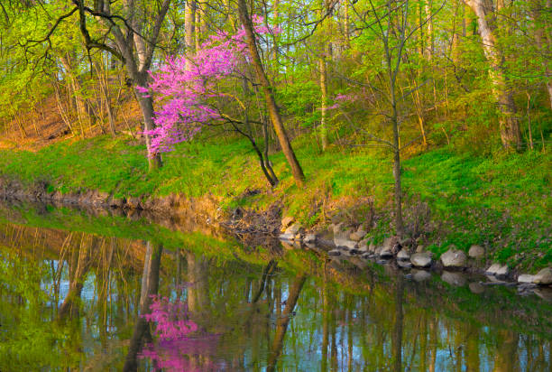 Redbud tree along Kokomo Creek-Howard County Indiana