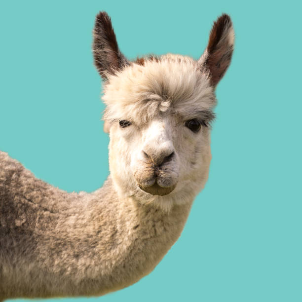 istock Funny alpaca llama isolated on blue background 1273975420