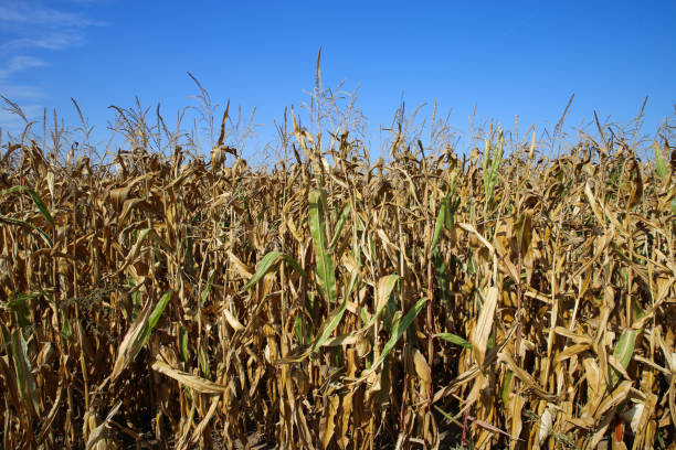 istock View on dried out corn field after hot and dry summer against blue sky 1273975593