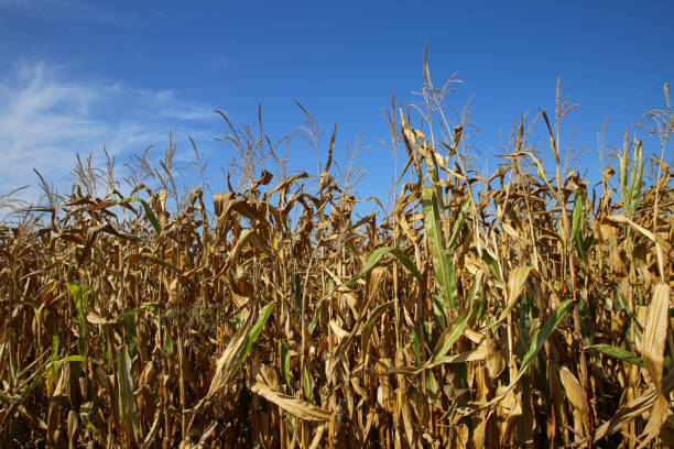 istock View on dried out corn field after hot and dry summer against blue sky 1273976016