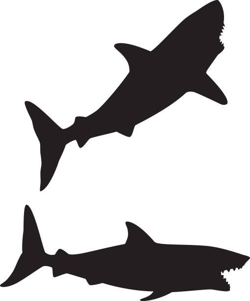 Shark Silhouettes Vector silhouettes of two sharks. great white shark stock illustrations