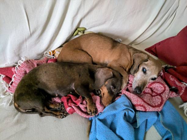 vermelho e ruby dormindo em cobertor - paw print paw dog blanket - fotografias e filmes do acervo
