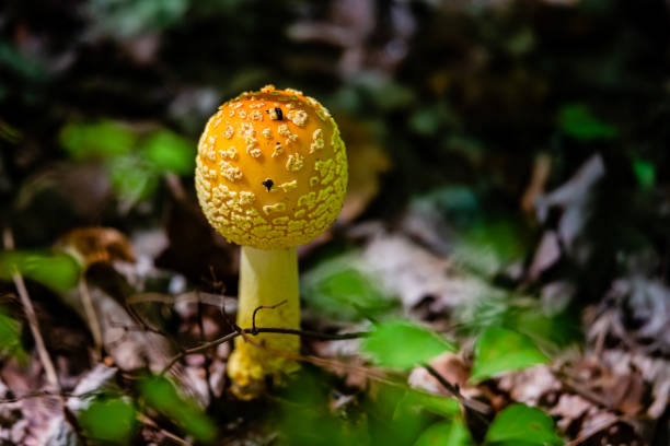 istock Yellow orange Fly Agaric Mushroom 1273988179