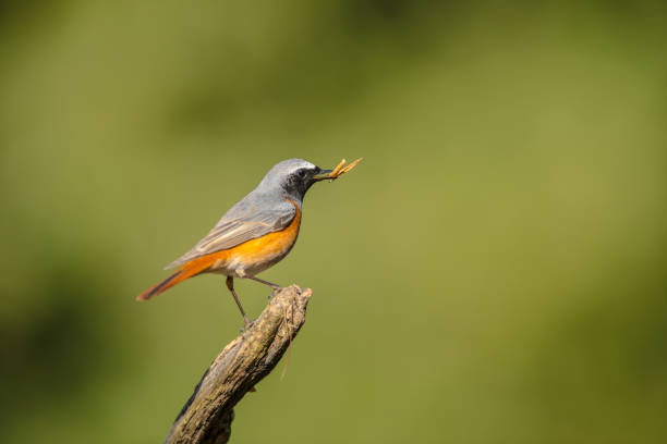 redstart commun s’asseyant sur la branche - phoenicurus photos et images de collection