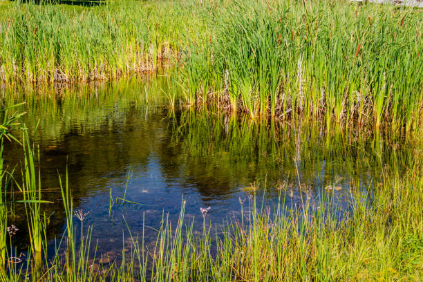 Pond in the city park stock photo