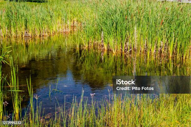 Pond In The City Park Stock Photo - Download Image Now - Marsh, Plant, Photography
