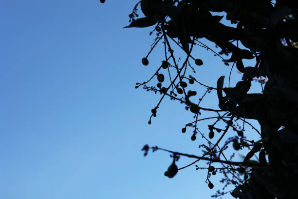 silhouette shot of mango tree with blue sky backgrounds