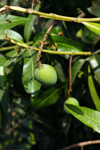 istock Closeup of green mango hanging,mango field,mango farm. 1274000181
