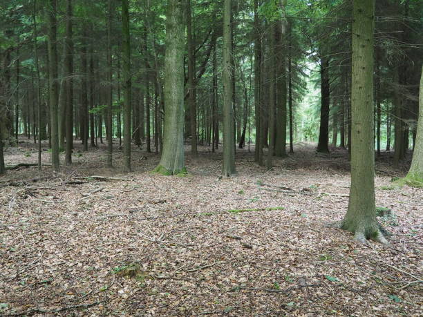 istock Looking through the trees in the woods in the Chiltern Hills, England, UK 1274003495